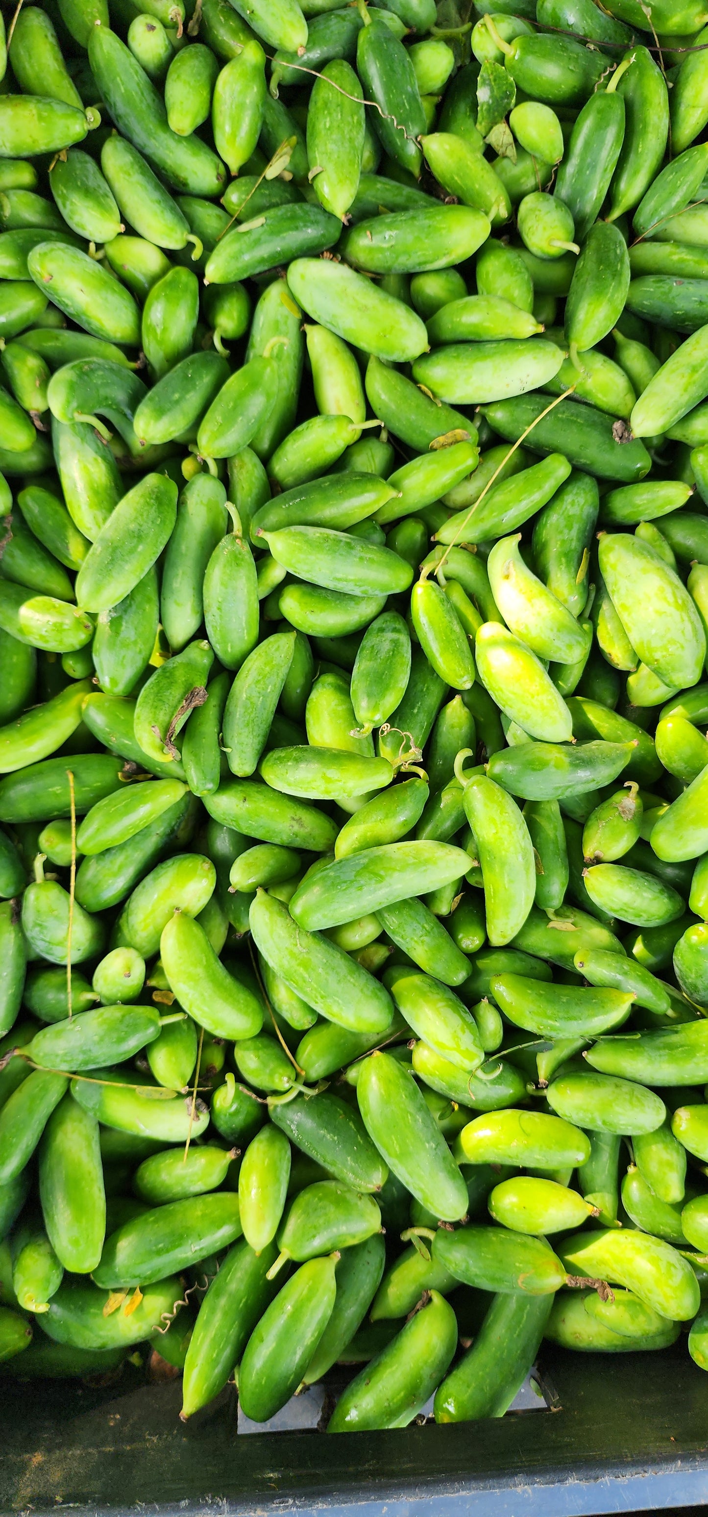 Donda/ Ivy Gourd