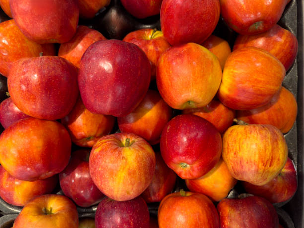 Apple Royal Gala