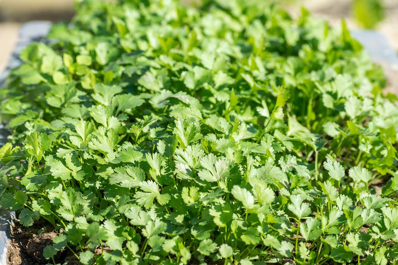 Coriander