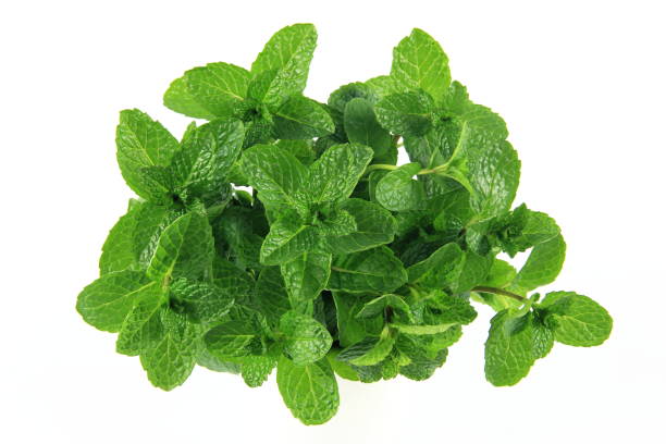 Mint