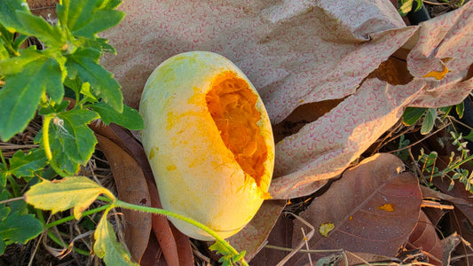 Kesar mango