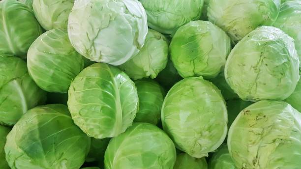 Cabbage