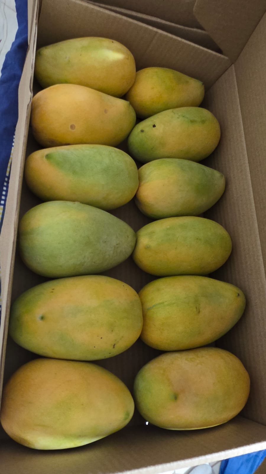 Kesar mango