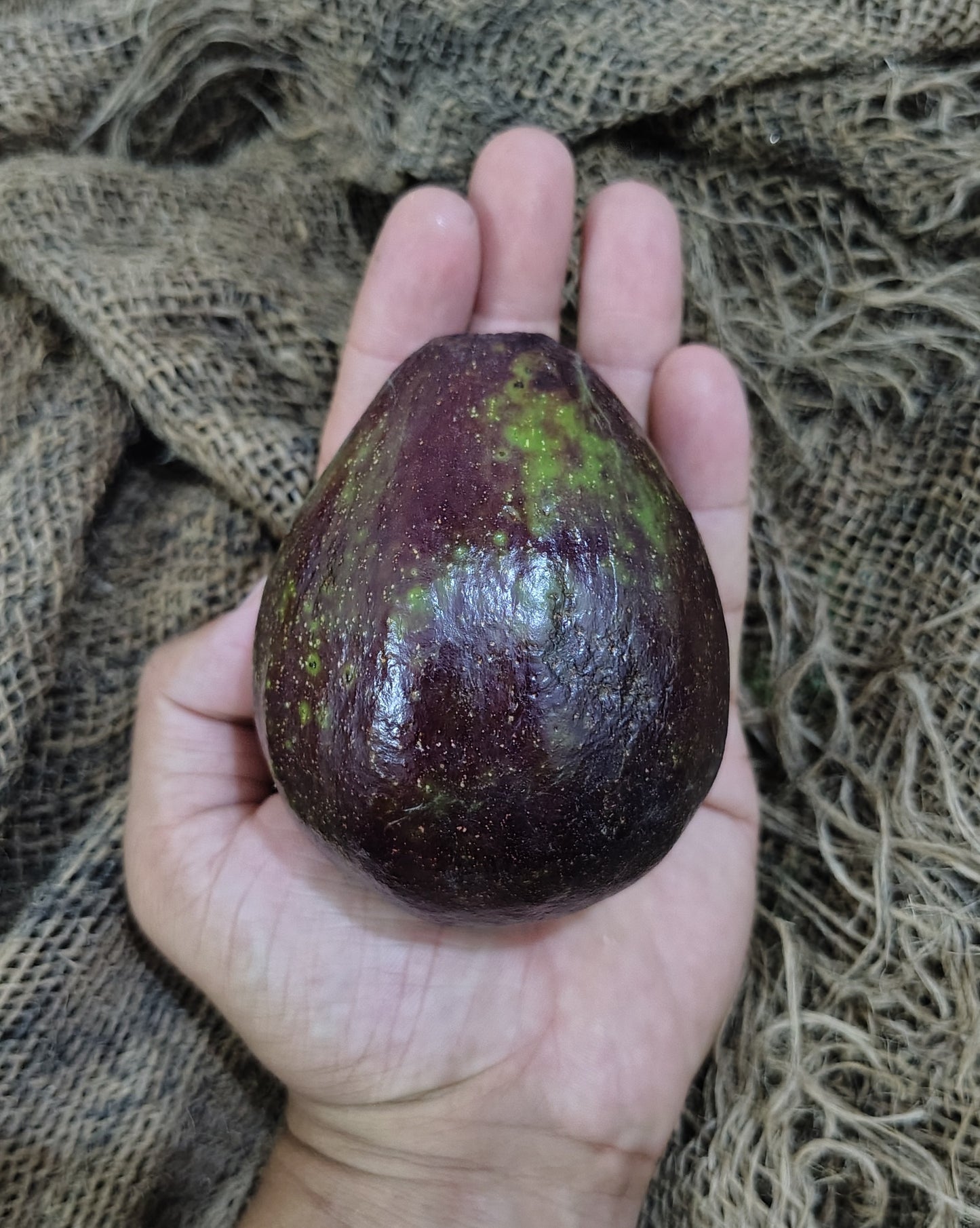 Avocado