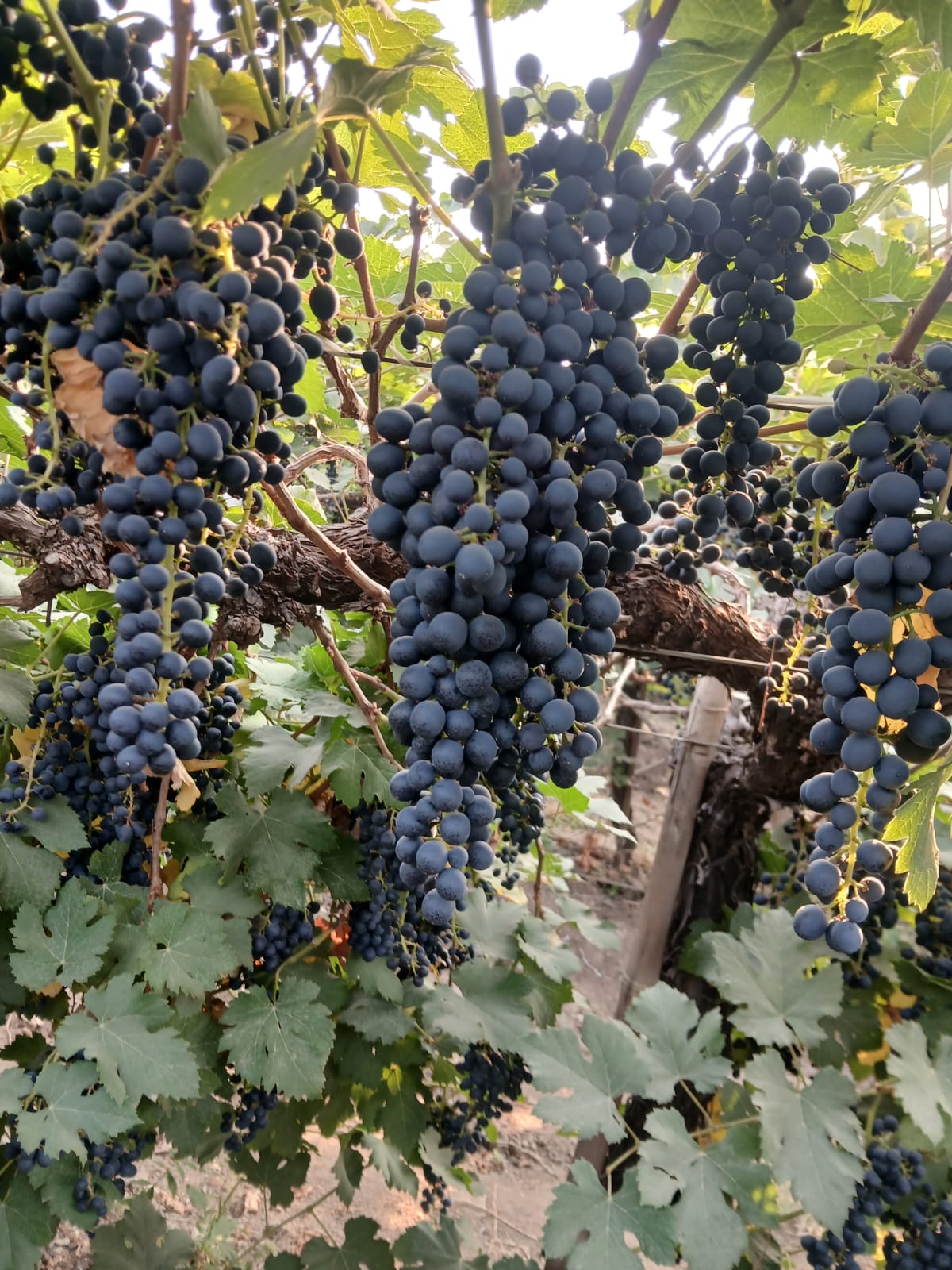 Black Beauty Seeded grapes - 500gms