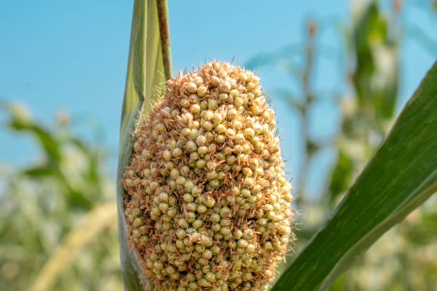 Jonnalu - Jowar White