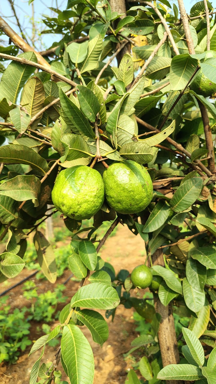 Desi Guava