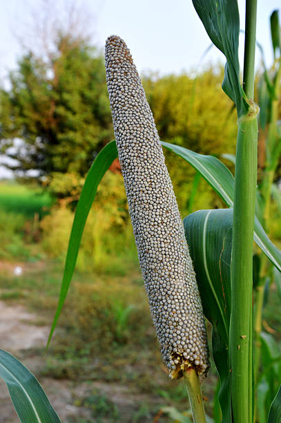 Sajjalu - Pearl Millet