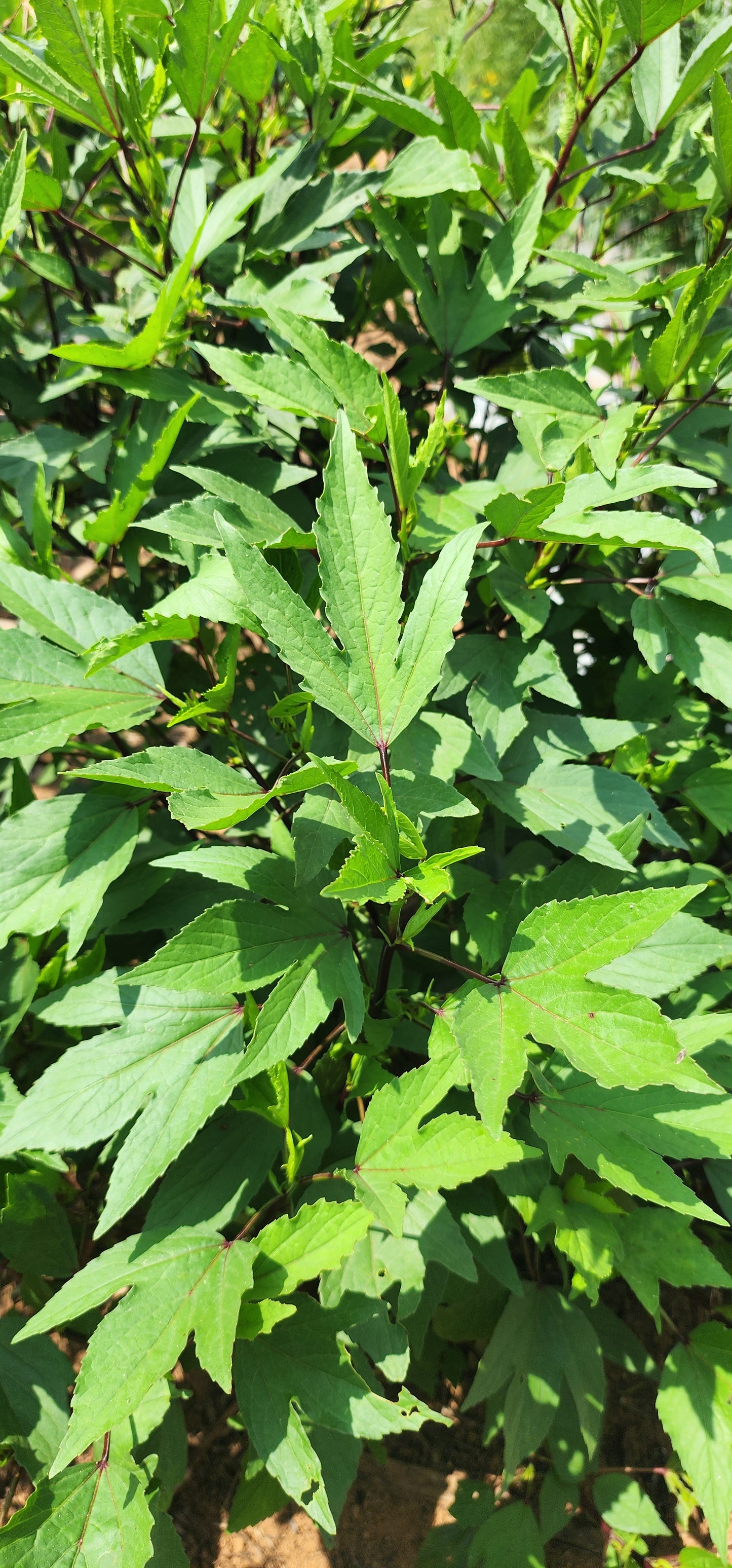 Gongura