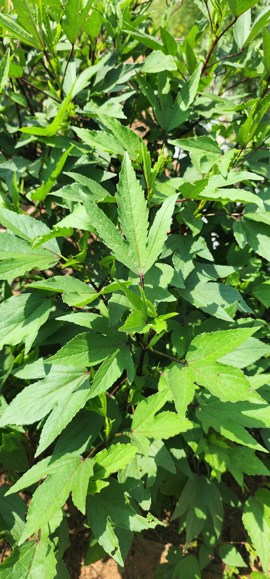 Gongura