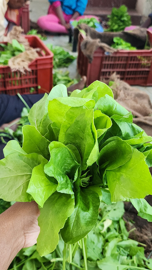 Palak