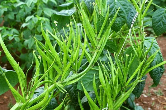 Goruchikkudu/Cluster Bean