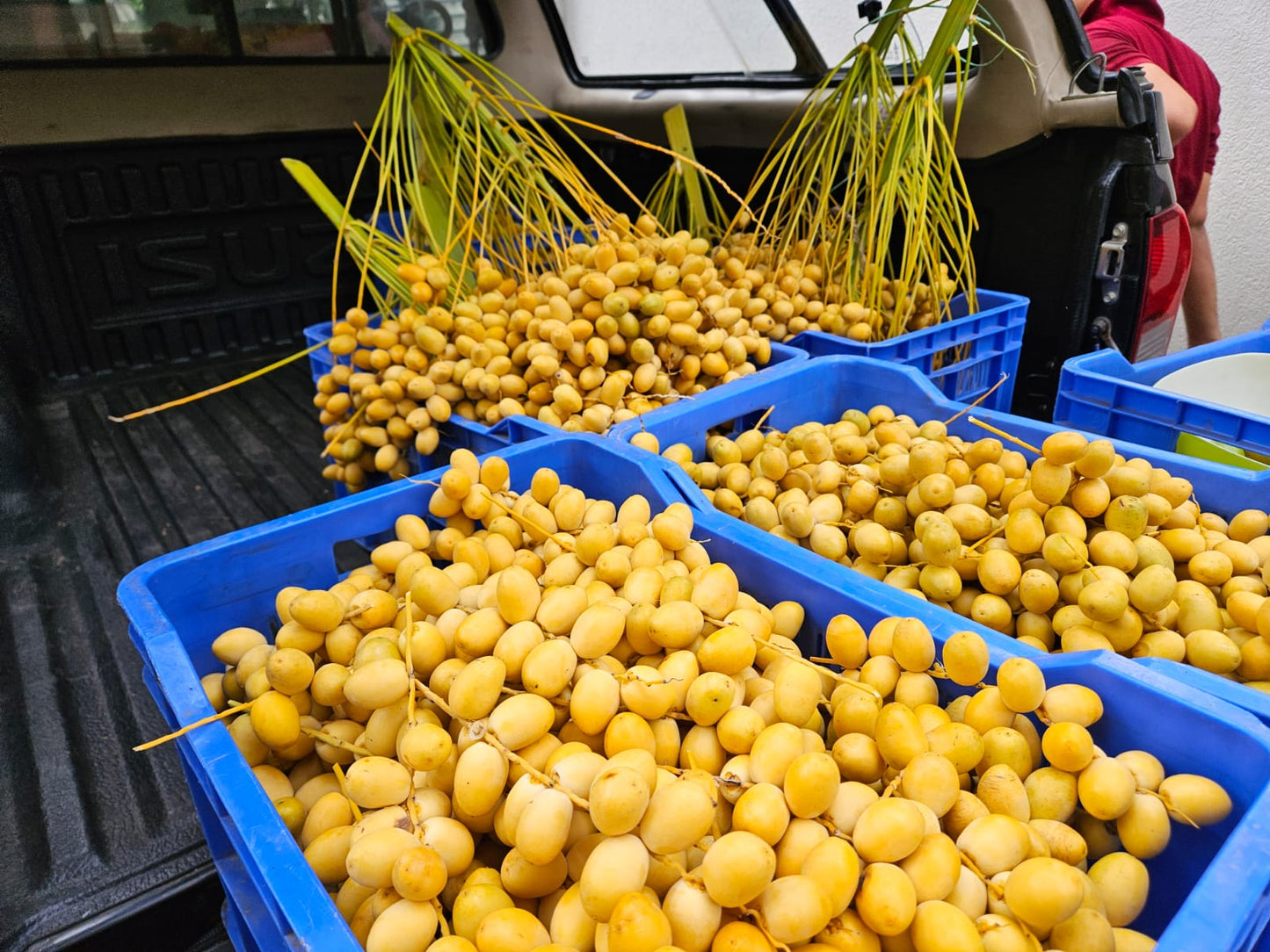 Fresh Dates - yellow