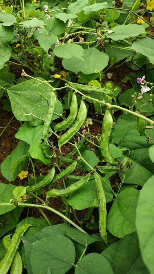 Broad Bean/ Chikkudu