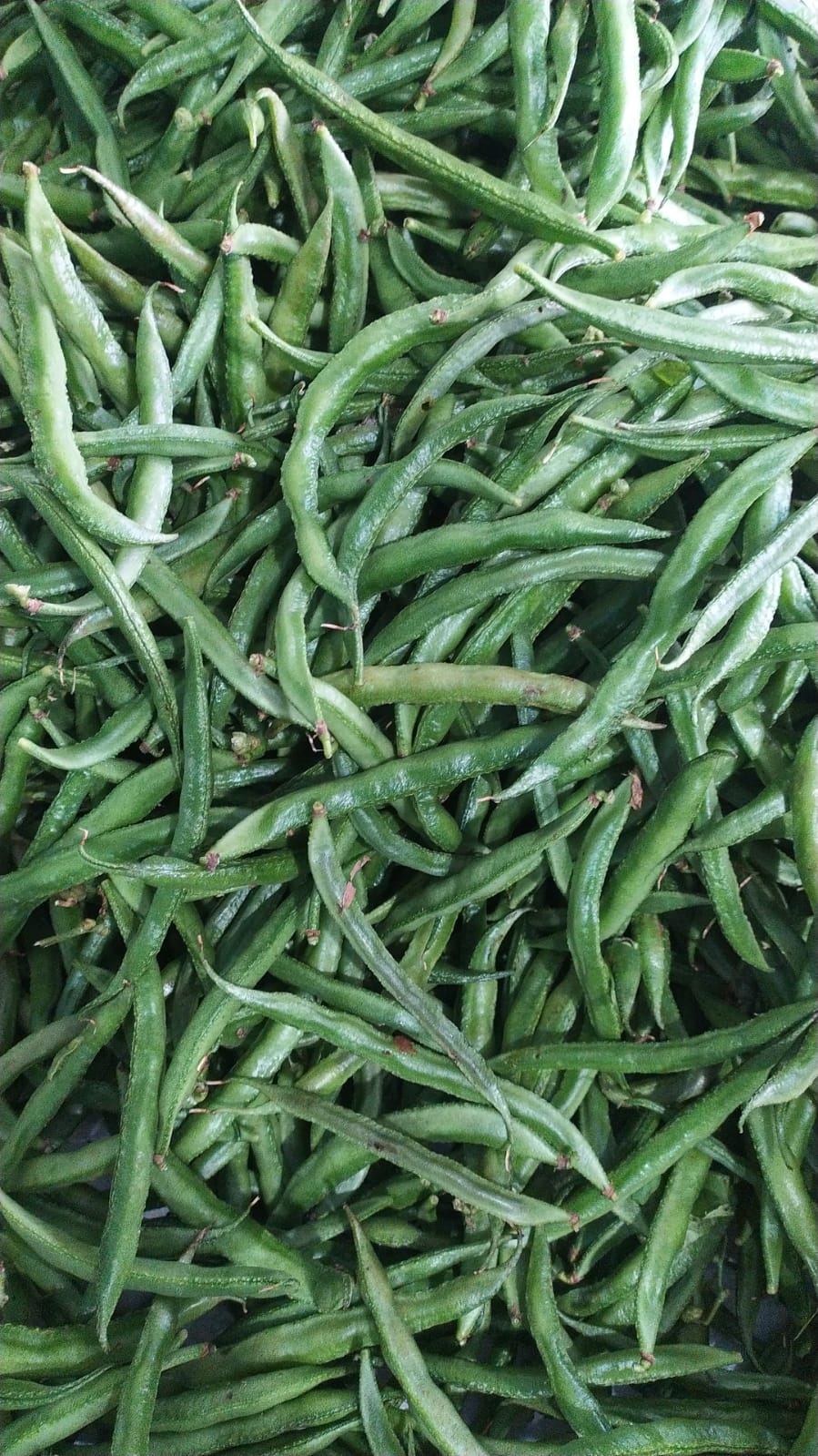 Broad Bean/ Chikkudu
