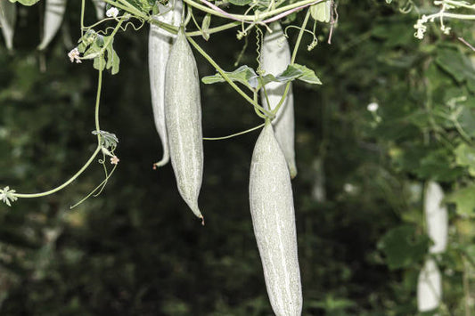 Snake Gourd Long or Short Based On Availability