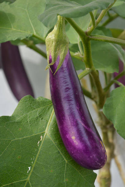 Purple Long Brinjal