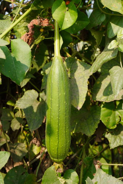 Nethi Beerakaya/Sponge Gourd