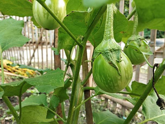 Green Round Brinjal