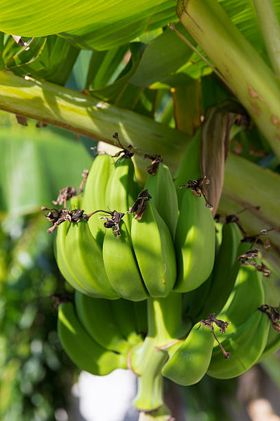 Raw Banana