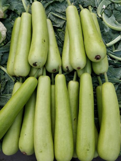 Bottle Gourd Long