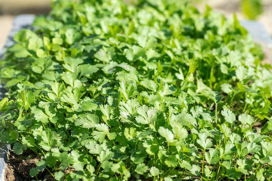 Coriander