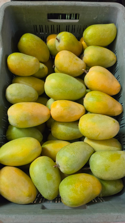 Kesar mango