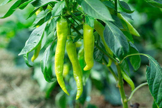 Green Chilli