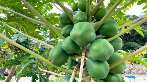Raw Papaya