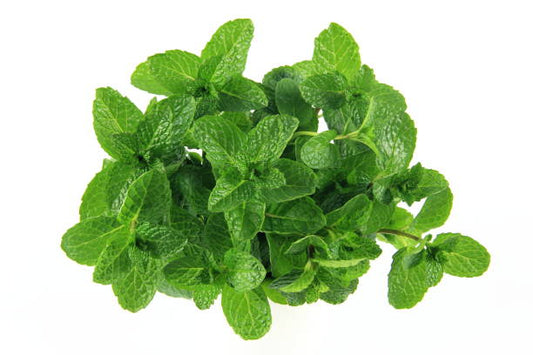Mint