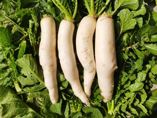 Radish