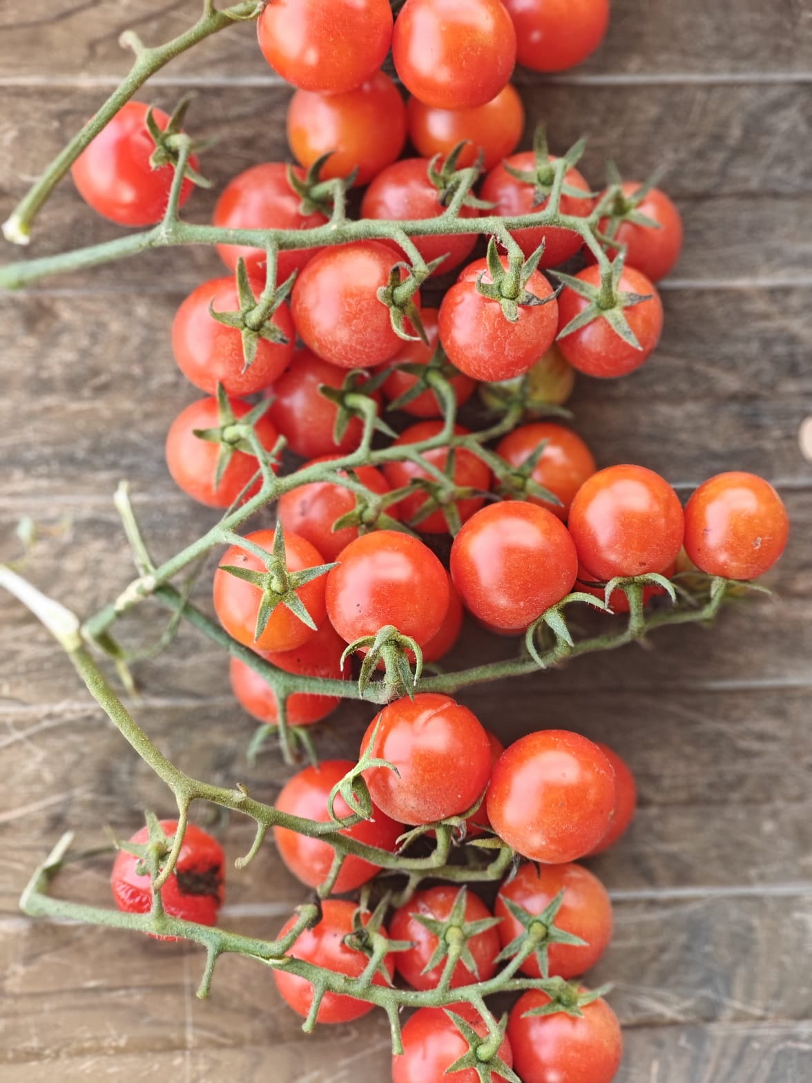 Cherry Tomato 500g box