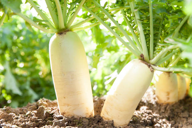 Radish