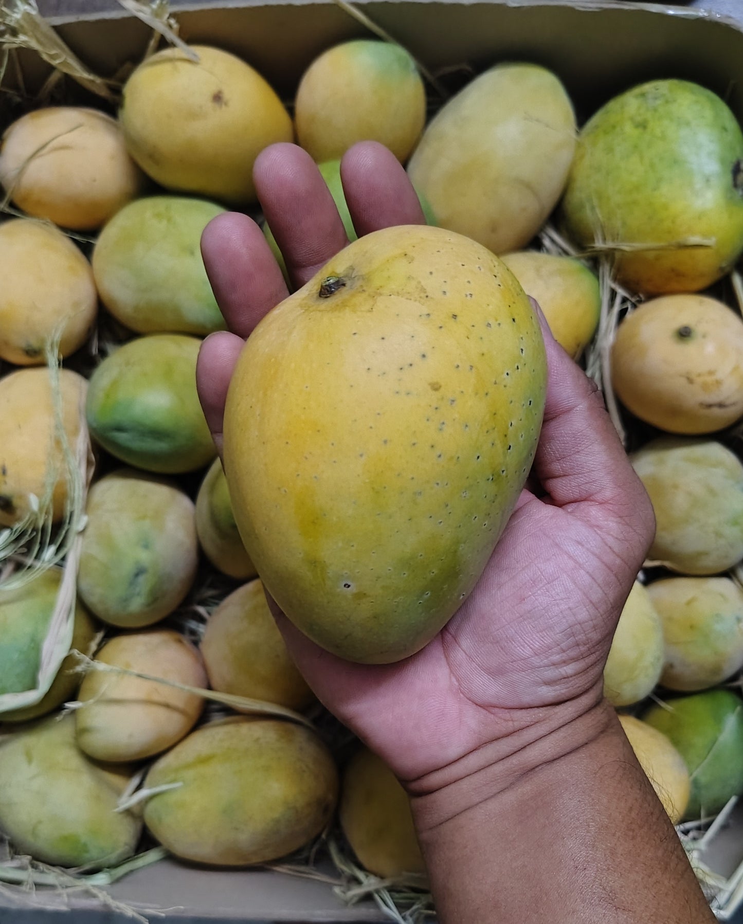 Banginapally Mango