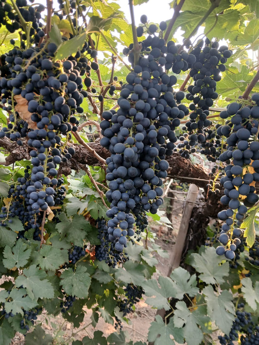 Black Beauty Seeded grapes - 500gms