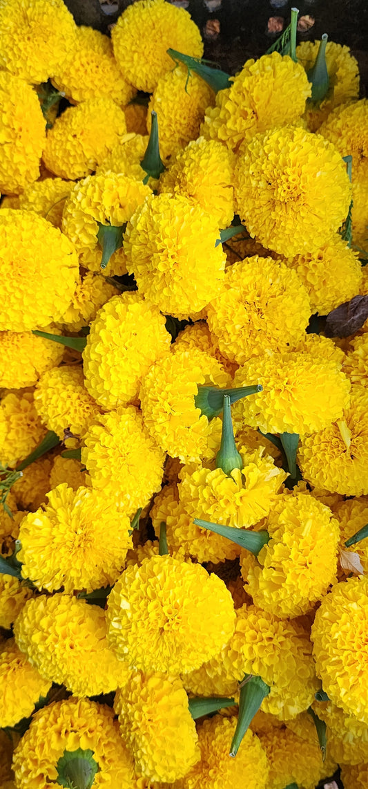Yellow Marigold