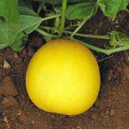 Cucumber (Yellow Round)