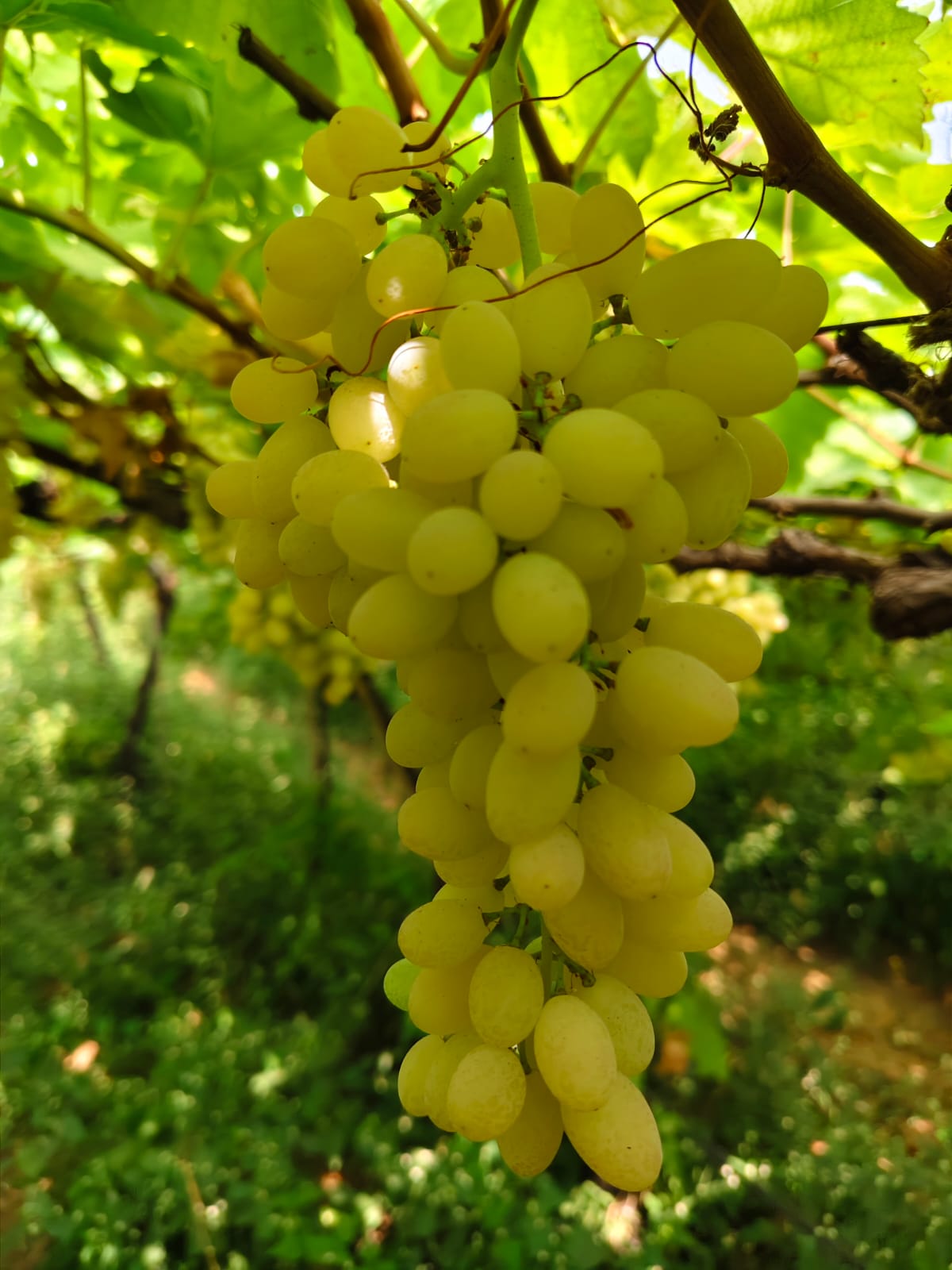 Green Grapes 2kg