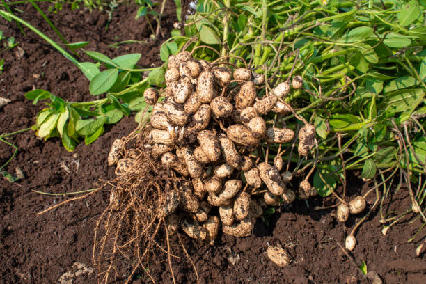 Pachi Palli- Raw Groundnut