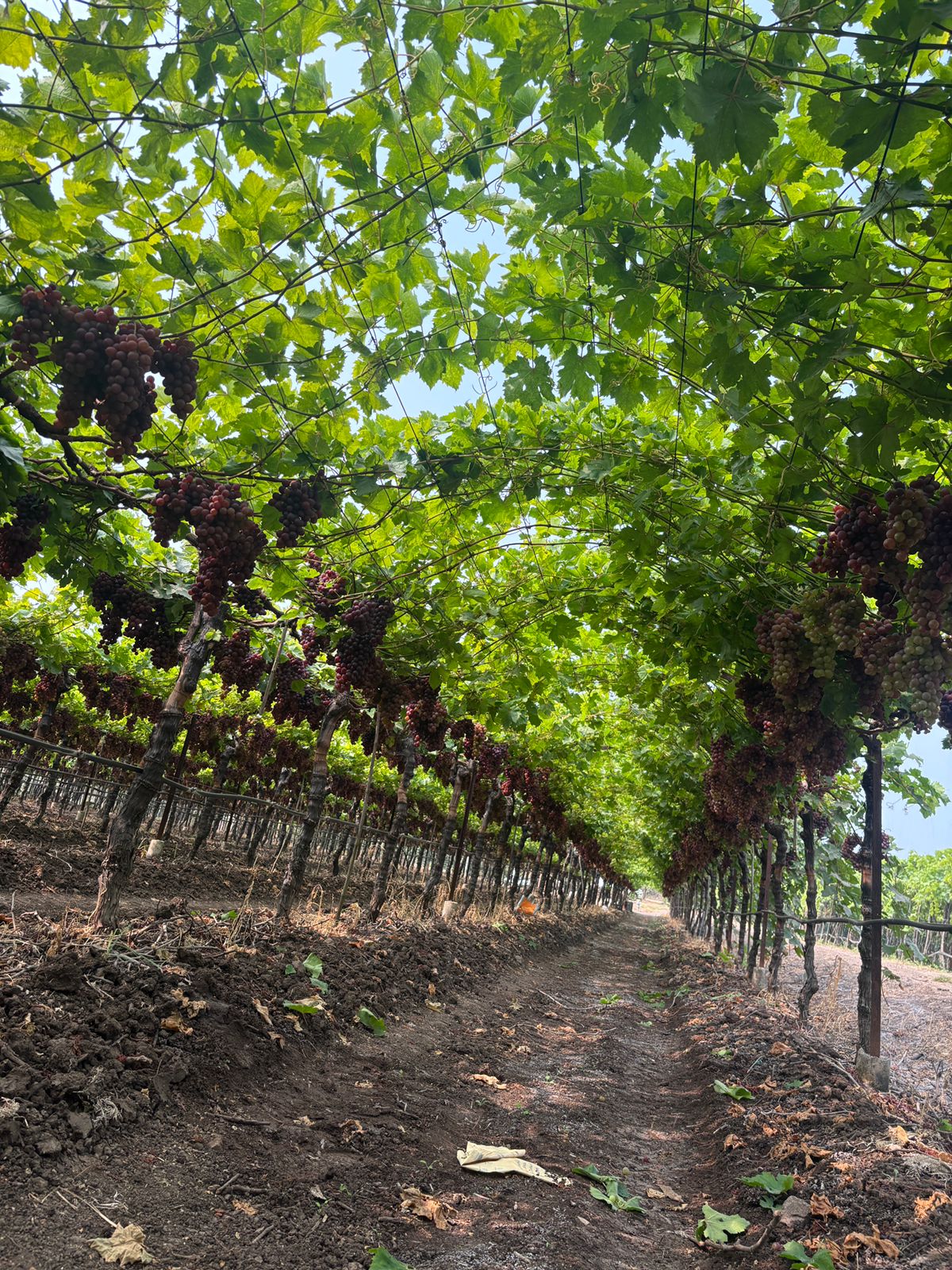 Red Flame Grapes – 500g