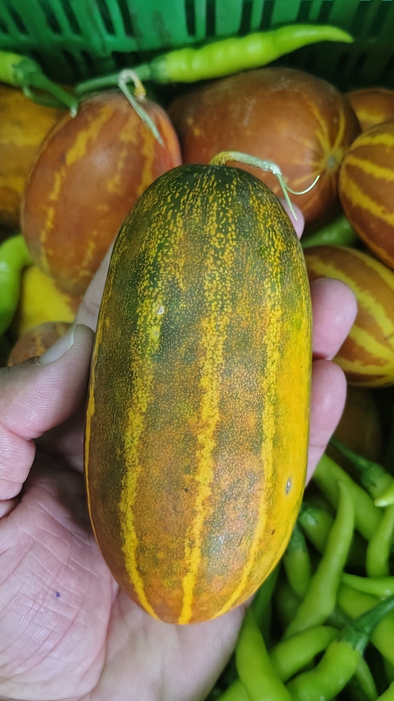 Cucumber (Yellow Round/striped - based on availability)