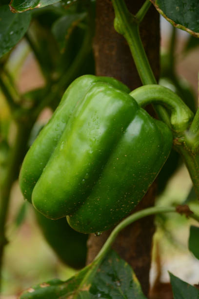 Capsicum Green