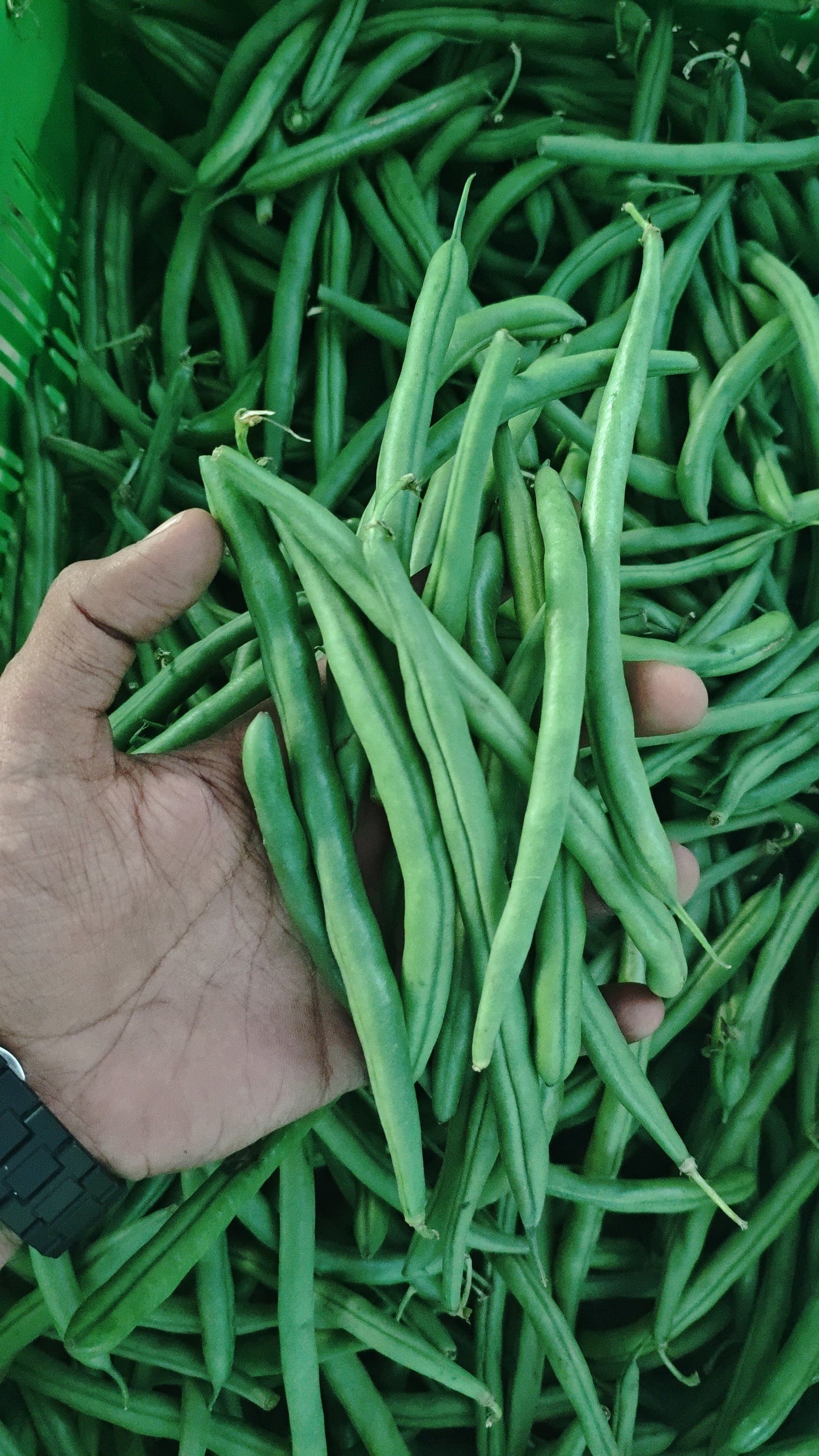 French Beans