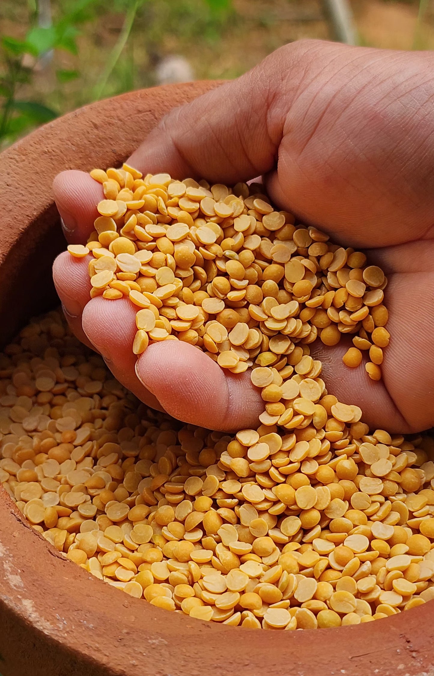 Toor Daal / Kandipappu