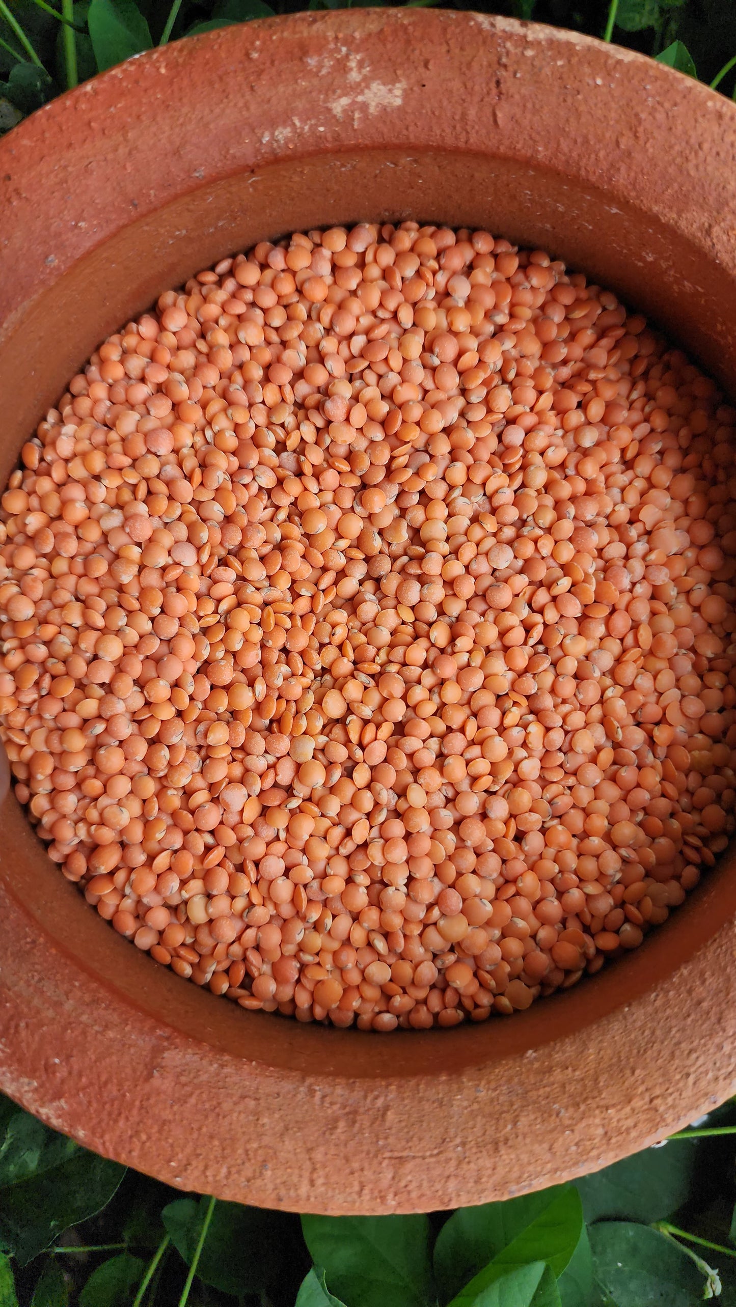 Masoor Malka Dal