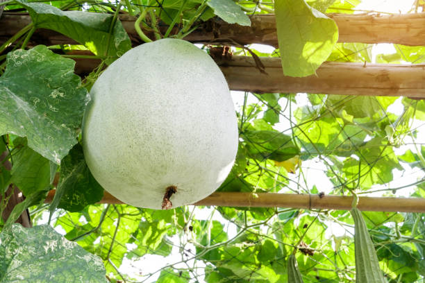 Ash Gourd Whole