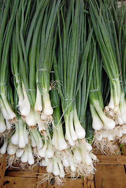 Spring Onion