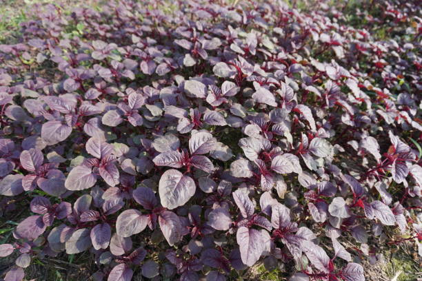 Red Amaranthus/ Thotakura