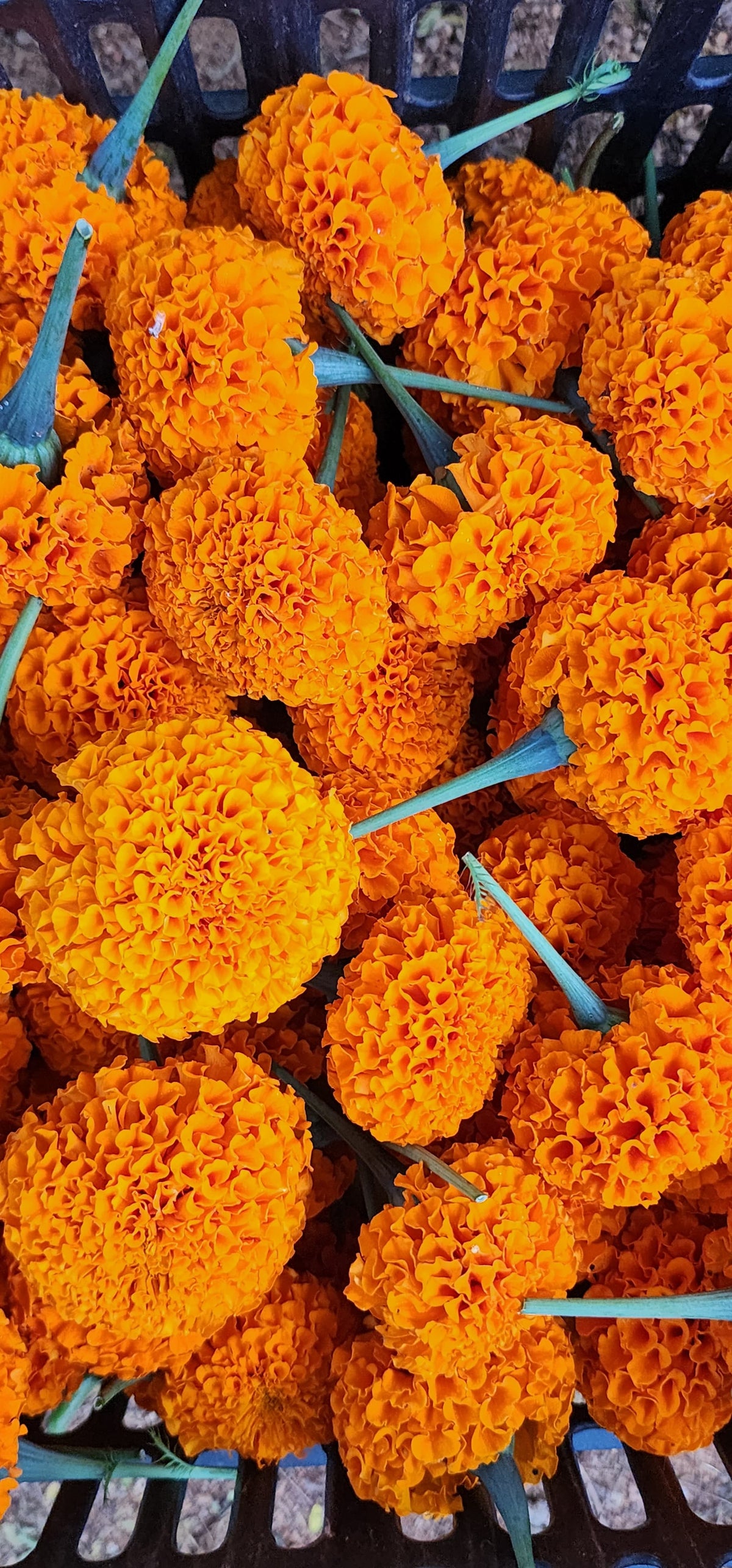 Orange Marigold