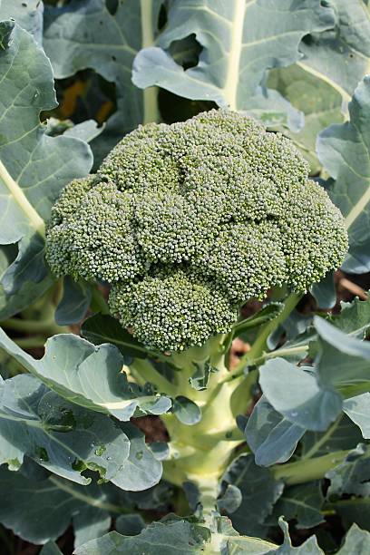 Broccoli 350g-450g